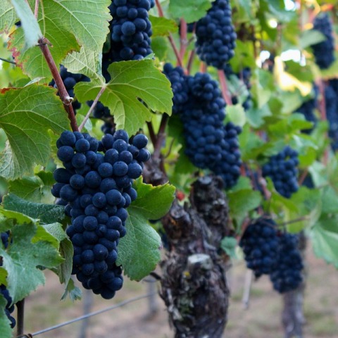 podzoborske-vinobranie19-plagat