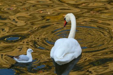 zablesky tvorivosti20 13
