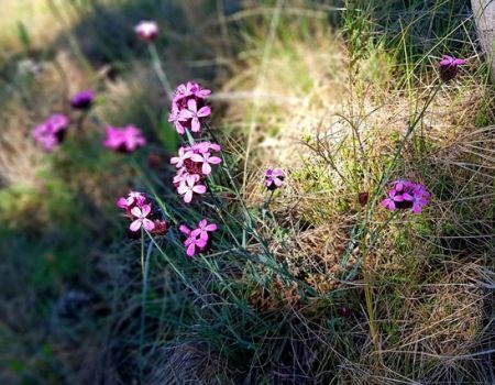 Očami fotografov Pamela Pospechová