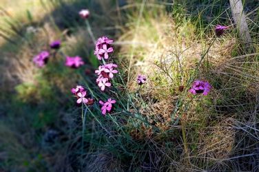 ocami fotografov pospechova 10