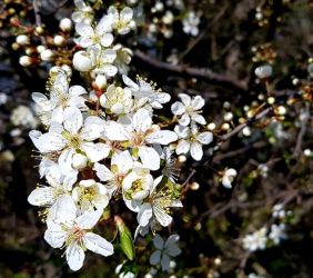 ocami fotografov pospechova 4