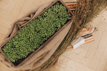 od lanu po platno20 18