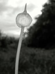 amfo 20 sk 16cb cu 011 sr