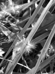 amfo 20 sk 16cb cu 012 sr