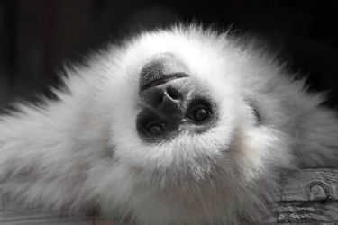 amfo 20 sk 16cb vv 022 lp