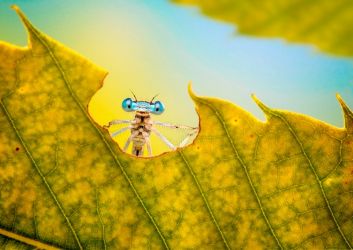 amfo 20 sk 60ff 01 112 sc