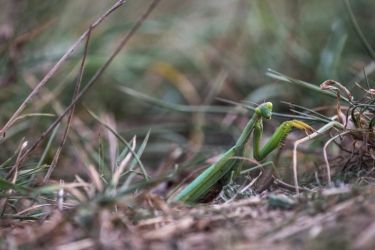 amfo 20 sk 60ff cu 123 jv