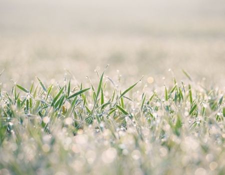 Amfo 2020 - nad 21 ff ocenení