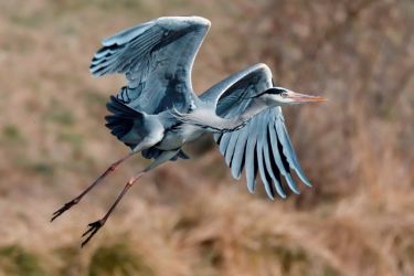 amfo 20 sk 60ff vv 141 jm