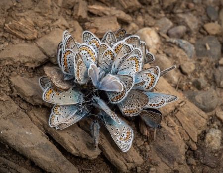 Amfo 2020 - nad 21 ff vystavujúci