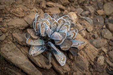 amfo 20 sk 60ff vv 150 jv