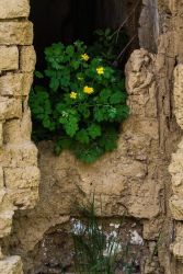 amfo20 nove v starom 15 pm