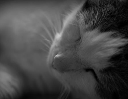 Amfo 2021 do 15 cb ocenení