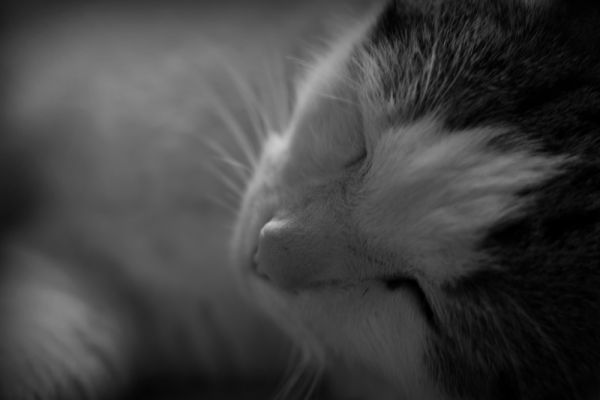 amfo 21 reg 16cb 01 003 fk