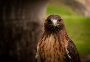 amfo 21 reg 16ff 03 010 fk