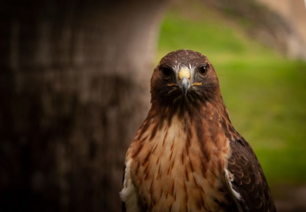 amfo 21 reg 16ff 03 010 fk