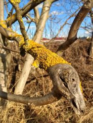 amfo 21 reg 16ff cu 011 ab