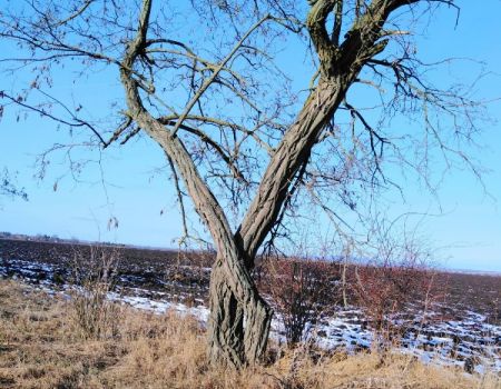 Amfo 2021 do 15 ff ocenení