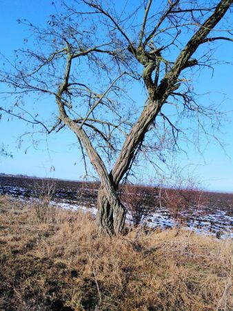 amfo 21 reg 16ff cu 013 sp