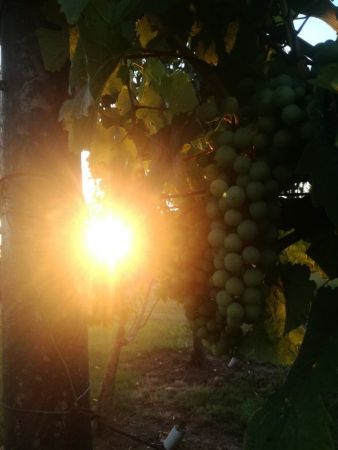 amfo 21 reg 16ff vv 018 eg