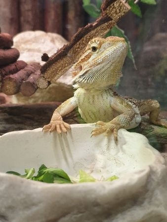 amfo 21 reg 16ff vv 020 al