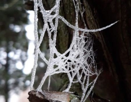 Amfo 2021 do 15 ff vystavujúci