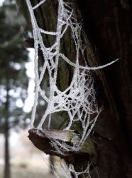 amfo 21 reg 16ff vv 026 ku