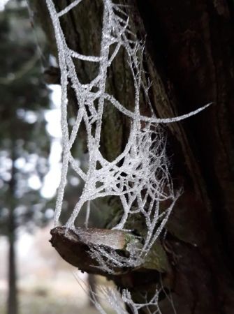 amfo 21 reg 16ff vv 026 ku