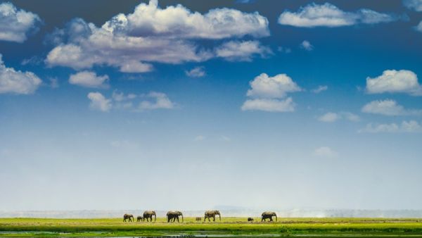 amfo 21 reg 60ff 02 071 ms