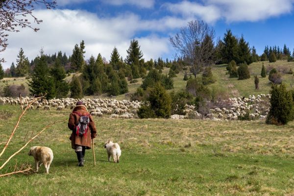 amfo 21 reg 60ff cu 075 mk