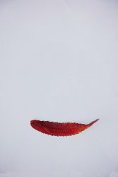 amfo 21 reg 60ff cu 078 mv