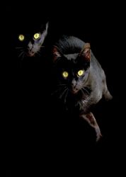 amfo 21 reg 60ff vv 083 if