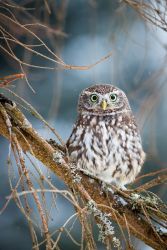 amfo 21 reg 60ff vv 091 dr