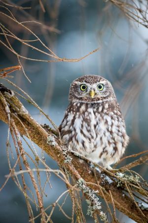 amfo 21 reg 60ff vv 091 dr