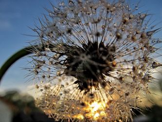 amfo 21 reg 60ff vv 096 ms