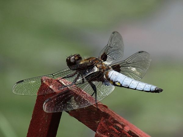 amfo 21 reg 60ff vv 097 ms