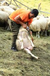 amfo 21 reg 65cs vv 121 jf