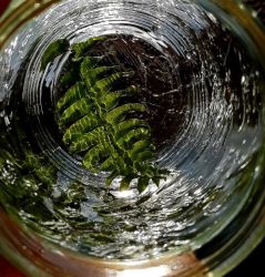 amfo 21 reg 65cs vv 127 vm