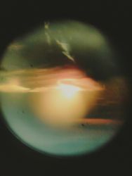 amfo 2026 experiment