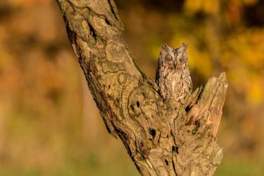 21 retrospektiva sranko j vykrik bdie
